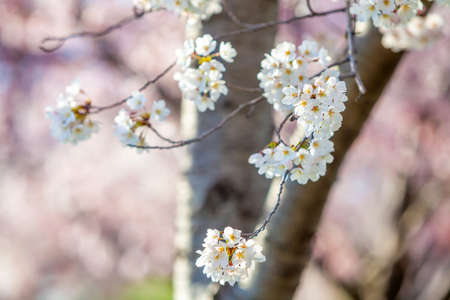 Cherry Blossom Festival, Washington, D.C. in USAの写真素材