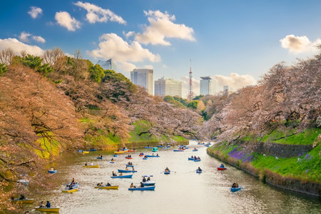 Chidorigafuchi park during the spring season with sakura in Tokyo, Japanのeditorial素材