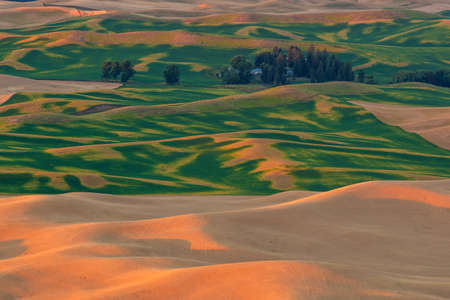 View of Steptoe Butte,  the beautiful scene of barley and wheat field in the Palouse region, Washington state USAの写真素材