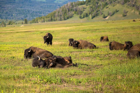 Bisons with landscape of  Yellow Stone National Park in Wyoming USAの写真素材