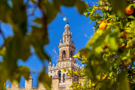 Orange trees with Giralda tower and Seville Cathedral in downtown Spainの写真素材