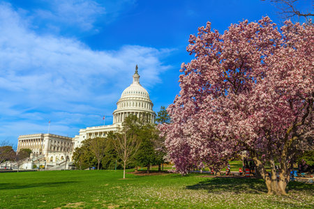 Capitol building during the Cherry Blossom Festival in Washington, DC, USAの写真素材