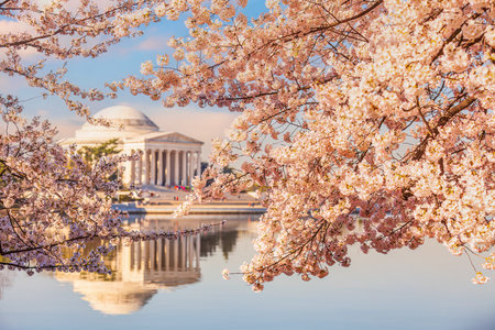 The Jefferson Memorial during the Cherry Blossom Festival in Washington, DC, USAの写真素材