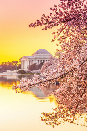 The Jefferson Memorial during the Cherry Blossom Festival in Washington, DC, USAの写真素材