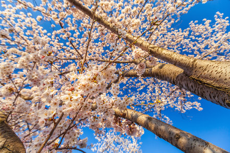 Washington, DC during the Cherry Blossom Festival in USAの写真素材
