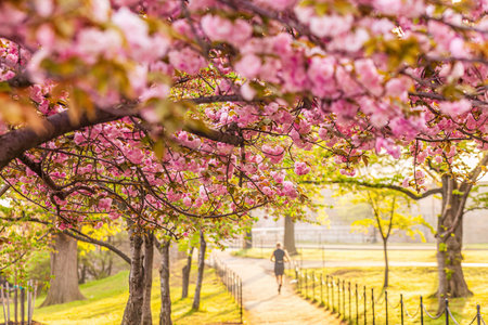 Washington, DC during the Cherry Blossom Festival in USAの写真素材