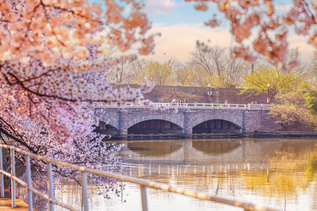 Washington, DC during the Cherry Blossom Festival in USAの写真素材