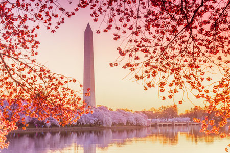 The Washington Monument during the Cherry Blossom Festival in Washington, DC, USAの写真素材