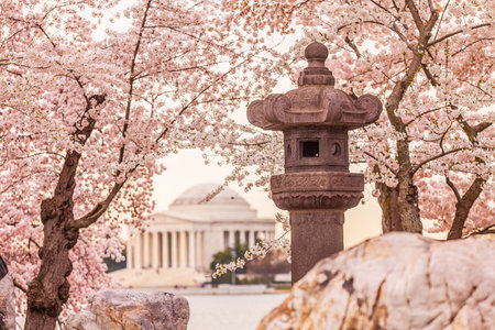 The Jefferson Memorial during the Cherry Blossom Festival in Washington, DC, USAの写真素材