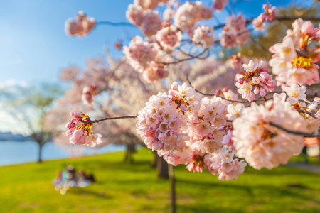 Washington, DC during the Cherry Blossom Festival in USAの写真素材