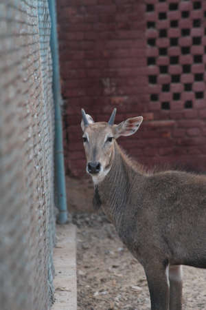 Nilgai looking in the camera, wildlife animal, face lookingの写真素材