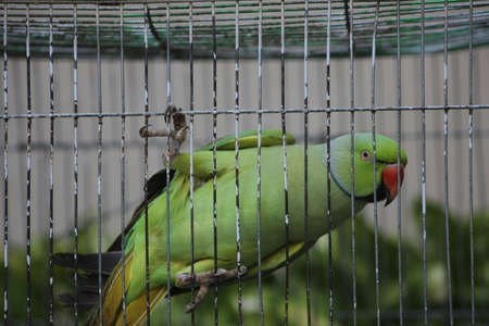 beautiful green parrot in the cage, wildlife, wild birds, green parrotsの写真素材