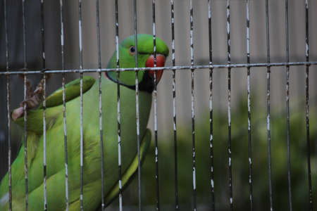 beautiful green parrot in the cage, wildlife, wild birds, green parrots