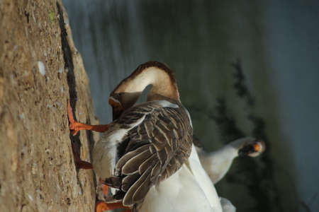 Beautiful duck in nature, wildlifeの写真素材