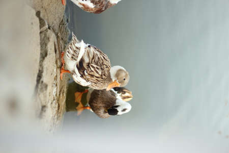 Beautiful duck in nature, wildlifeの写真素材