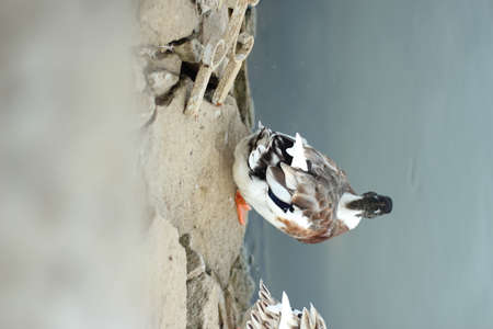 Beautiful duck in nature, wildlifeの写真素材