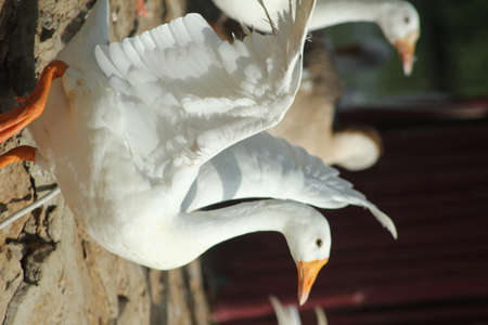 Beautiful duck in nature, wildlifeの写真素材