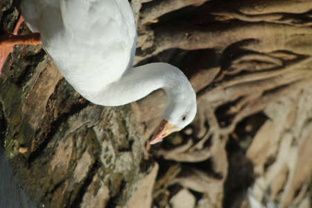 Beautiful duck in nature, wildlifeの写真素材