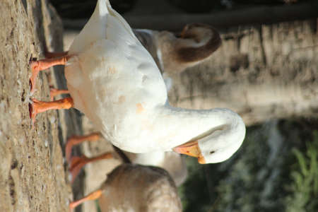 Beautiful duck in nature, wildlifeの写真素材