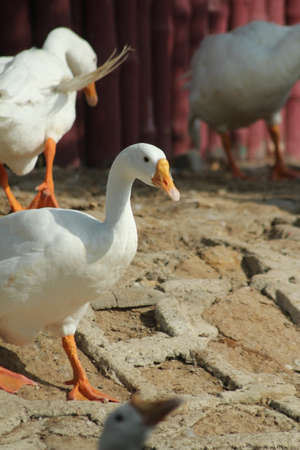 Beautiful duck in nature, wildlifeの写真素材