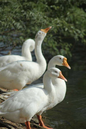 Beautiful duck in nature, wildlifeの写真素材