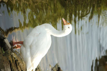 Beautiful duck in nature, wildlife