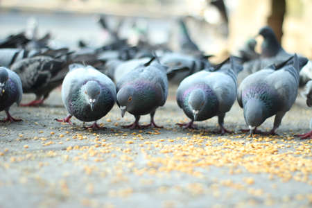 Crowd of pigeon on the walking street in Bangkok, Thailand. Blurred group of pigeons fight over for food, many struggle pigeons near temple in Thailand. Selective focusの写真素材