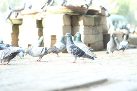 Crowd of pigeon on the walking street in Bangkok, Thailand. Blurred group of pigeons fight over for food, many struggle pigeons near temple in Thailand. Selective focusの写真素材