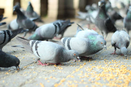 Crowd of pigeon on the walking street in Bangkok, Thailand. Blurred group of pigeons fight over for food, many struggle pigeons near temple in Thailand. Selective focusの写真素材