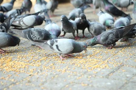 Crowd of pigeon on the walking street in Bangkok, Thailand. Blurred group of pigeons fight over for food, many struggle pigeons near temple in Thailand. Selective focusの写真素材