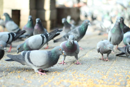Crowd of pigeon on the walking street in Bangkok, Thailand. Blurred group of pigeons fight over for food, many struggle pigeons near temple in Thailand. Selective focusの写真素材