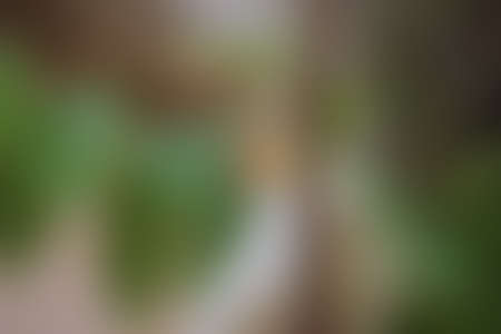 Green abstract background, blurry green background, Green blurred, Beautiful abstract 
green blur on natural background.の写真素材