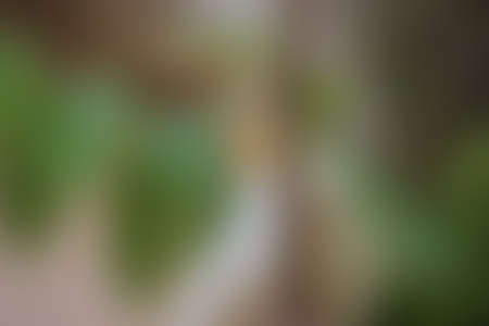 Green abstract background, blurry green background, Green blurred, Beautiful abstract 
green blur on natural background.の写真素材