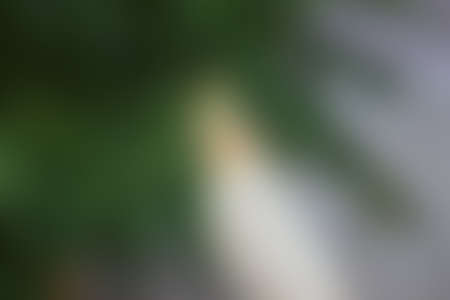 Green abstract background, blurry green background, Green blurred, Beautiful abstract 
green blur on natural background.の写真素材