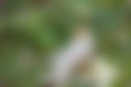 Green abstract background, blurry green background, Green blurred, Beautiful abstract green blur on natural background.の写真素材