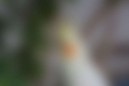 Green abstract background, blurry green background, Green blurred, Beautiful abstract 
green blur on natural background.の写真素材