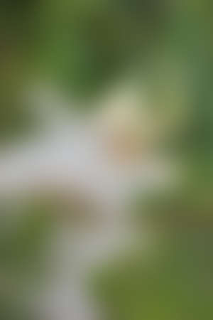 Green abstract background, blurry green background, Green blurred, Beautiful abstract 
green blur on natural background.の写真素材