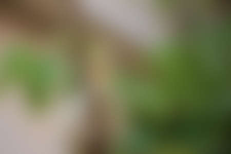 Green abstract background, blurry green background, Green blurred, Beautiful abstract 
green blur on natural background.の写真素材