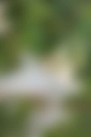 Green abstract background, blurry green background, Green blurred, Beautiful abstract 
green blur on natural background.の写真素材
