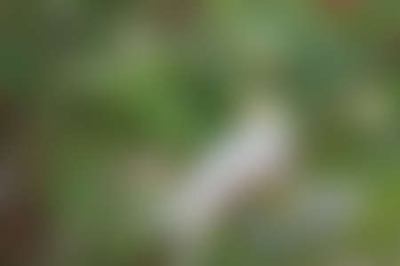 Green abstract background, blurry green background, Green blurred, Beautiful abstract green blur on natural background.の写真素材