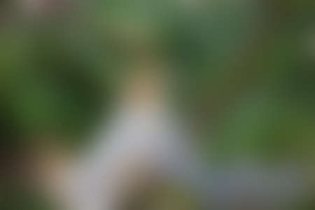 Green abstract background, blurry green background, Green blurred, Beautiful abstract 
green blur on natural background.の写真素材