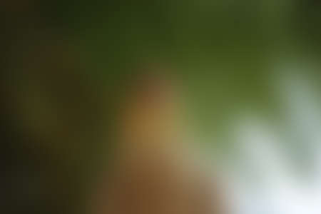 Green abstract background, blurry green background, Green blurred, Beautiful abstract 
green blur on natural background.の写真素材