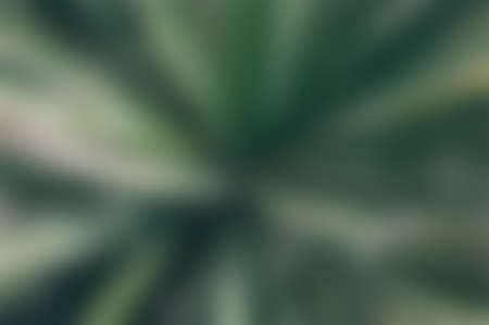 Green blurred background, green bokeh abstract light background