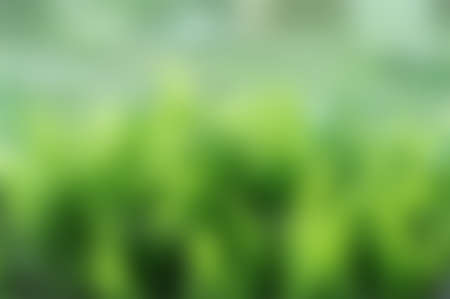 Green blurred background, green bokeh abstract light backgroundの写真素材