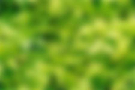Green blurred background, green bokeh abstract light backgroundの写真素材