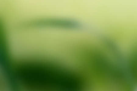 Green blurred background, green bokeh abstract light backgroundの写真素材