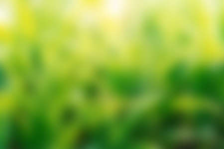 Green blurred background, green bokeh abstract light backgroundの写真素材