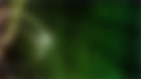 Green blurred background, green bokeh abstract light backgroundの写真素材