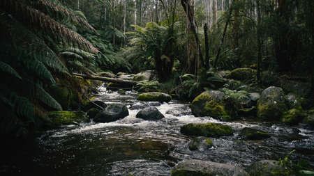 Running River in a Forestの写真素材