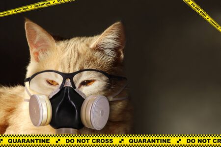 Cat in protection against viral infection, in a respirator and glasses. Covid-19 quarantine. At self-isolation prepairing for Coronovirus apocalypse. With copy-spase for text (example: Stay at home).の写真素材